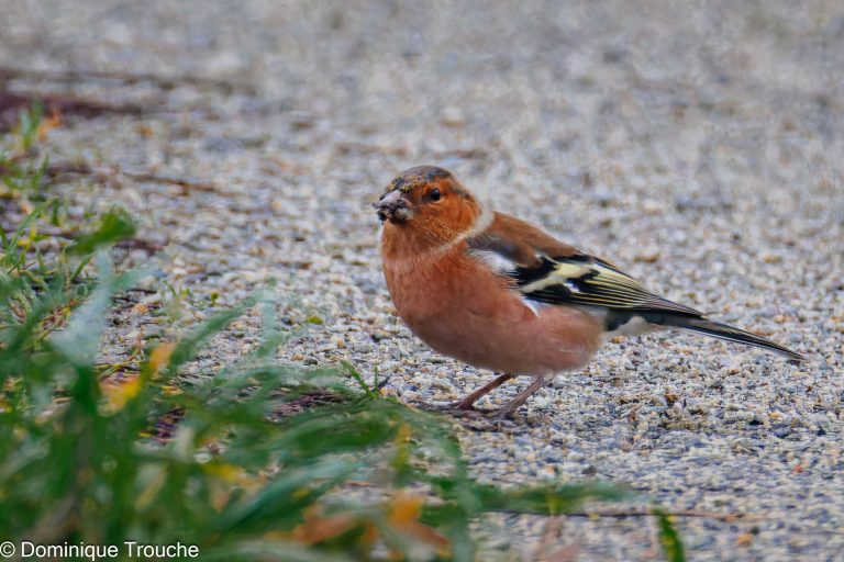 Pinson des arbres mâle
