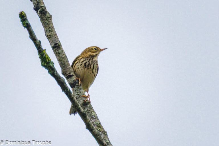 Pipit Farlouse