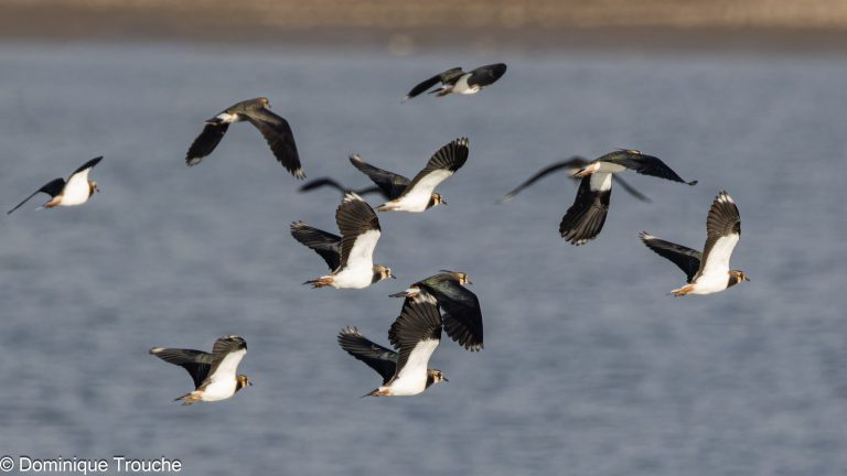 Vol de Vanneaux huppés