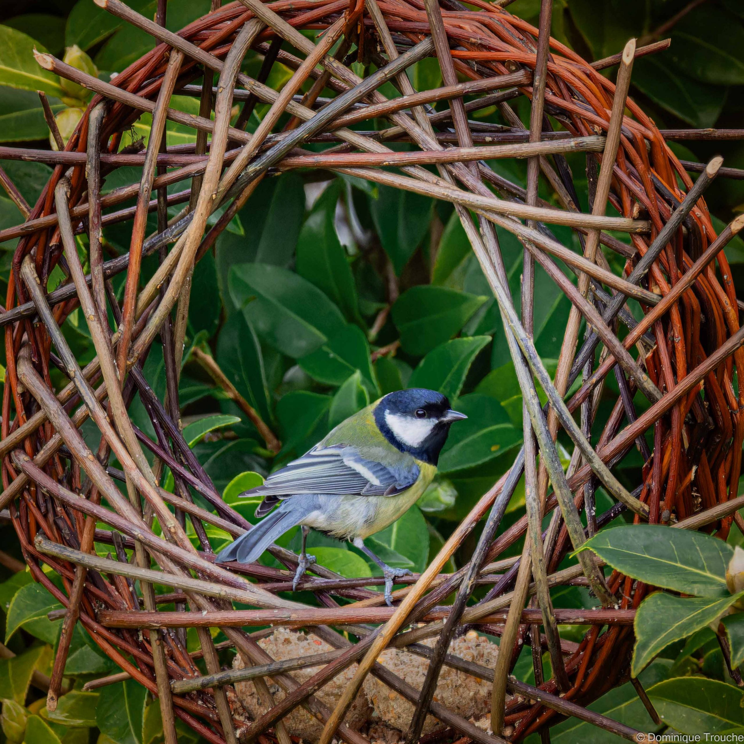 Mésange charbonnière