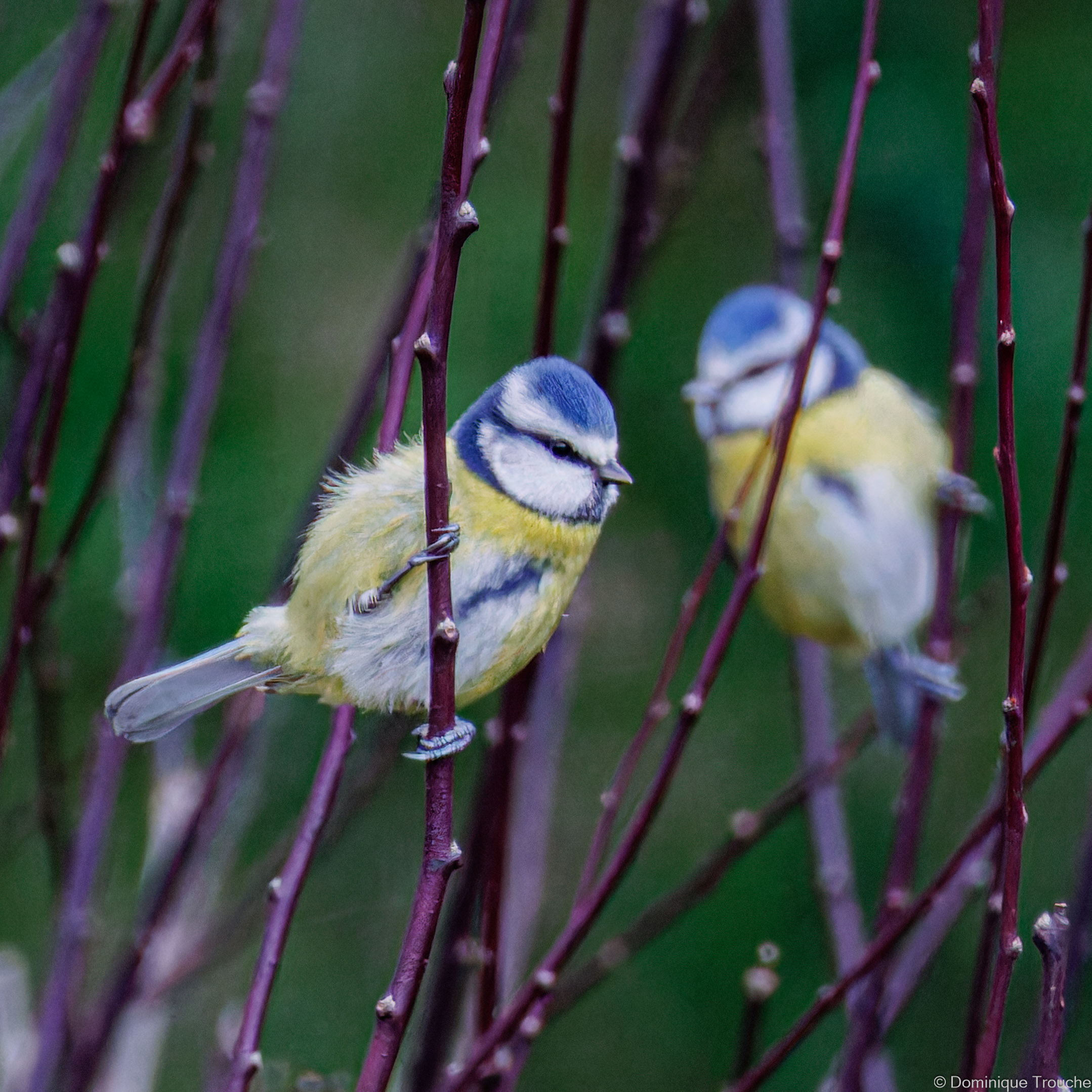 Mésange bleue attendant que la place soit libre