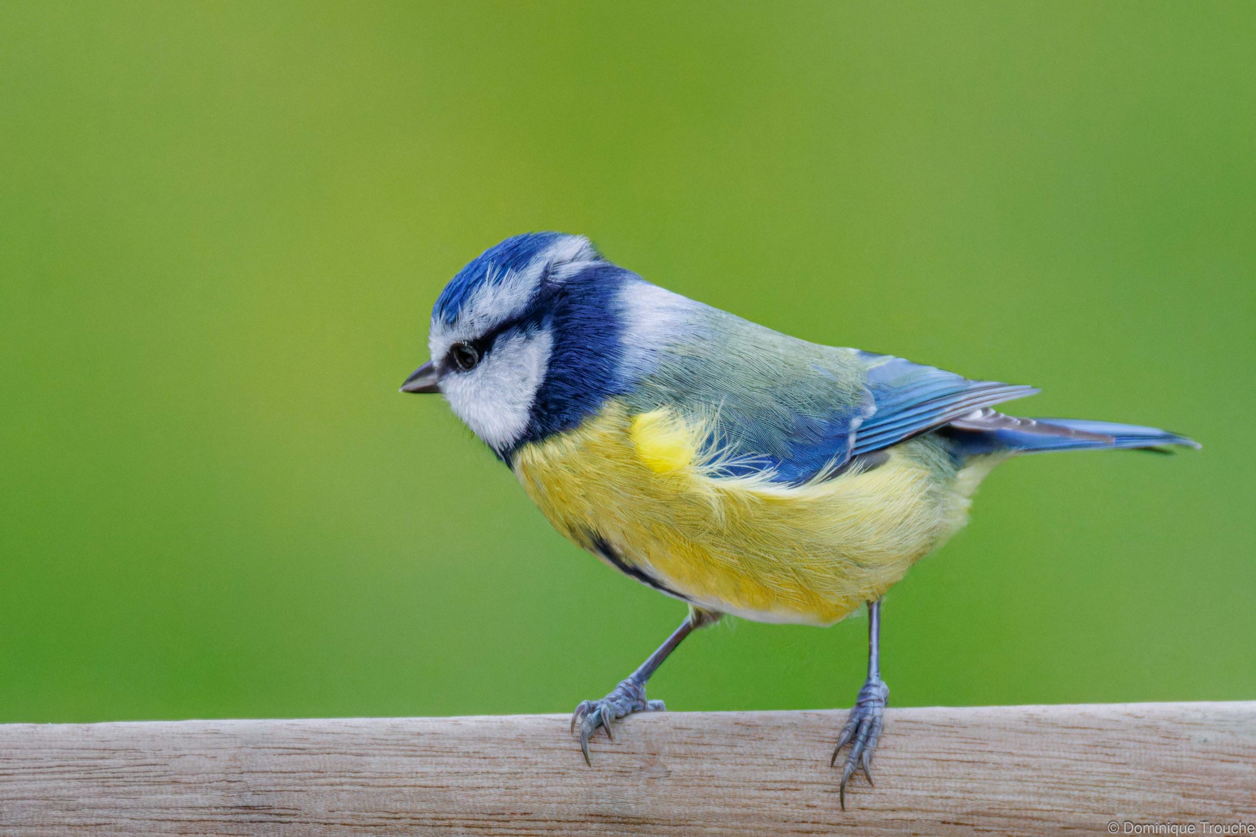 2025 Mésange bleue, Trébeurden-12