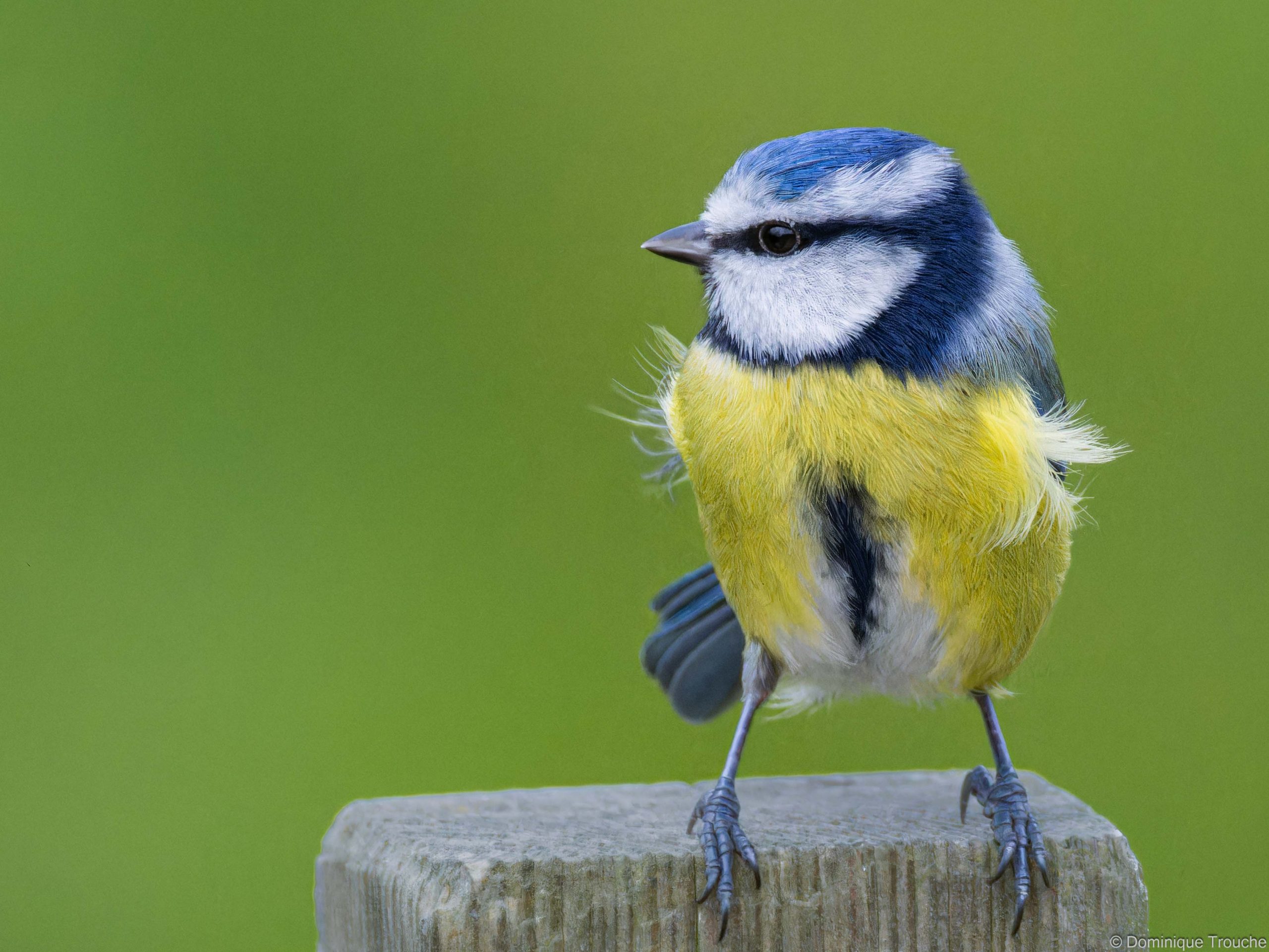 Mésange bleue attendant que la place soit libre
