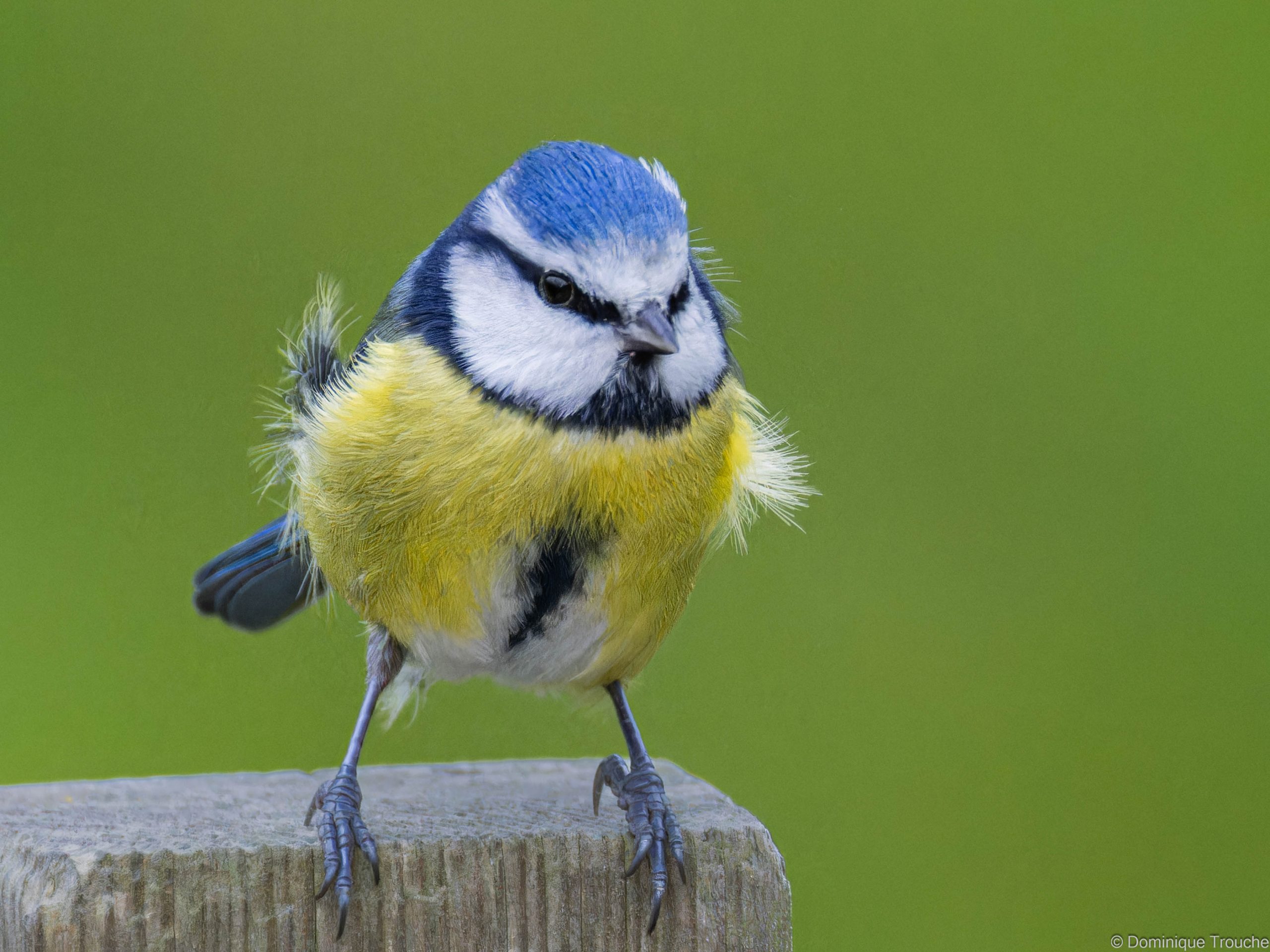 Lire la suite à propos de l’article Doit on nourrir les oiseaux en hiver?