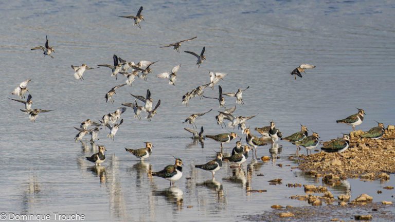 Un groupe de Bécasseaux variables atterrit au milieu de Vanneaux huppés