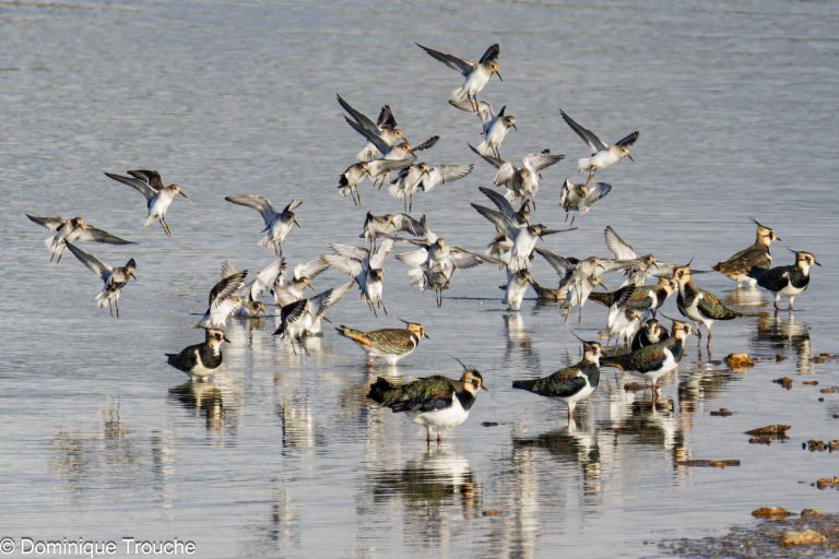 Un groupe de Bécasseaux variables atterrit au milieu de Vanneaux huppés