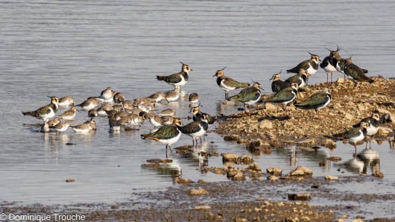 Un groupe de Bécasseaux variables au milieu de Vanneaux huppés