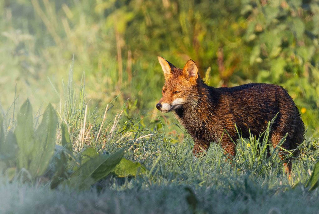 4° de couv du 2° livre