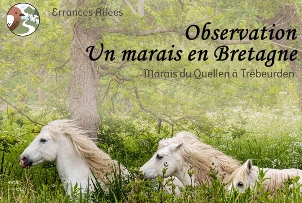 Couverture du 2° livre (provisoire)