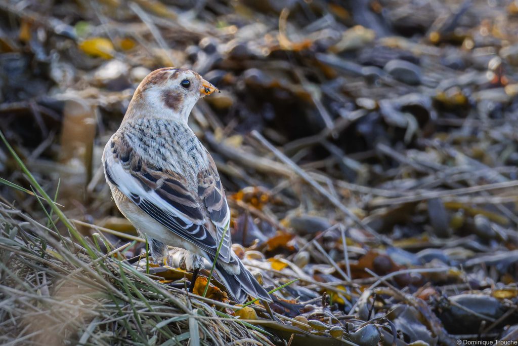 Bruant des neiges ou Plectrophane des neiges