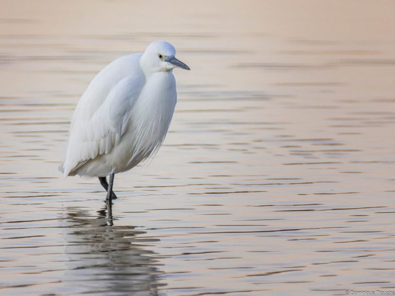 Aigrette garzette