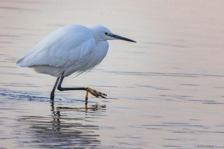 Aigrette garzette