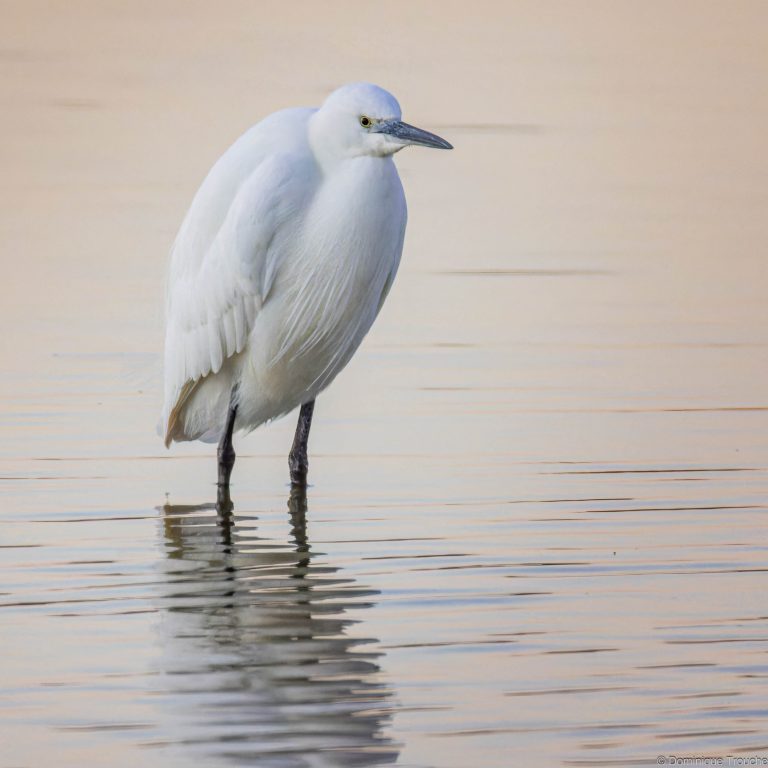 Aigrette garzette