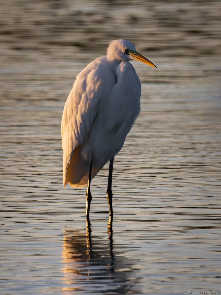 Grande aigrette