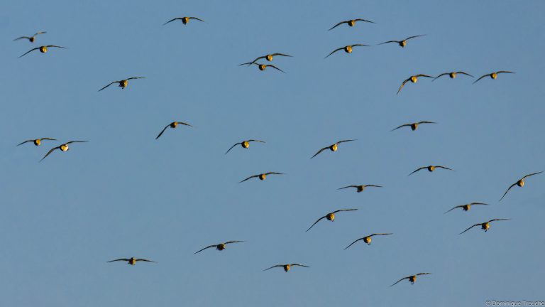 Pluviers doré en vol