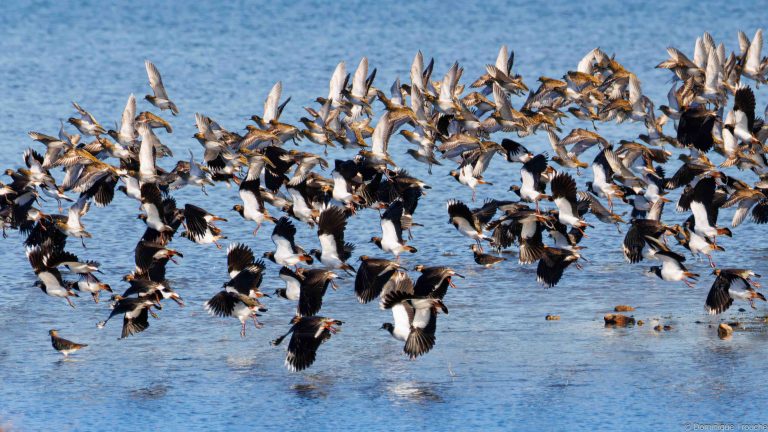 Pluviers dorés et Vanneaux huppés