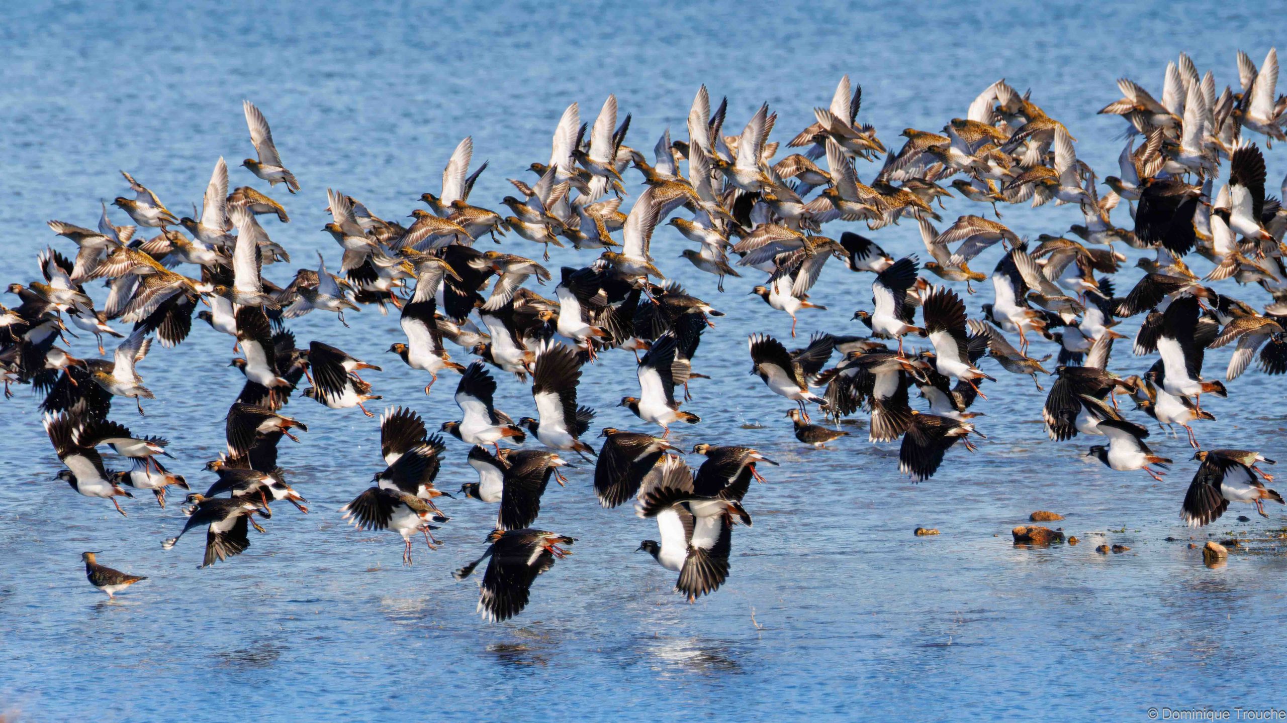 Lire la suite à propos de l’article Pluviers dorés et vanneaux huppés
