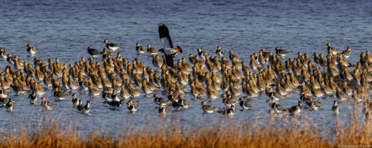 Pluviers dorés et Vanneaux huppés