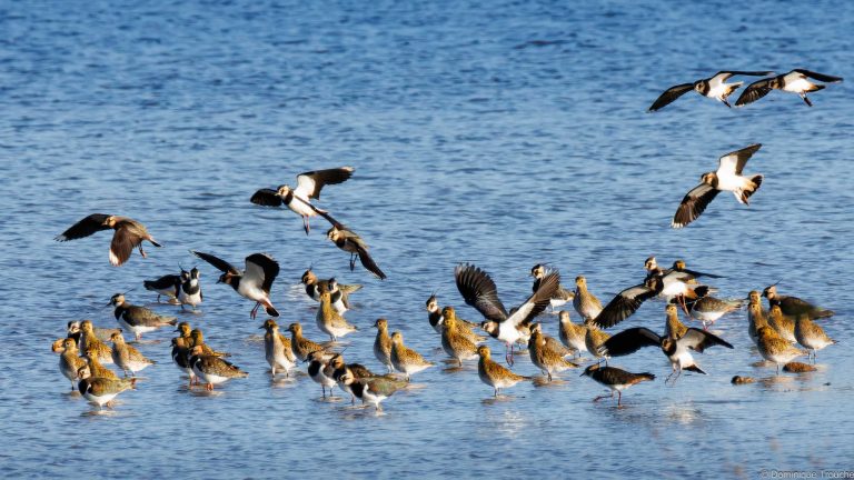 Pluviers dorés et Vanneaux huppés