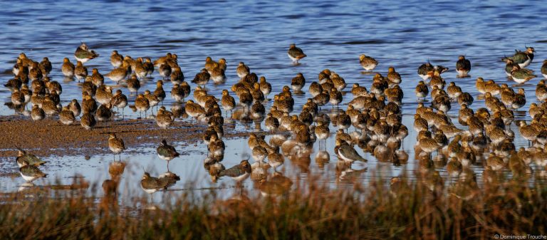 Pluviers dorés et Vanneaux huppés