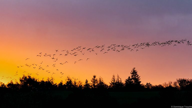 Vol de Vanneaux huppés