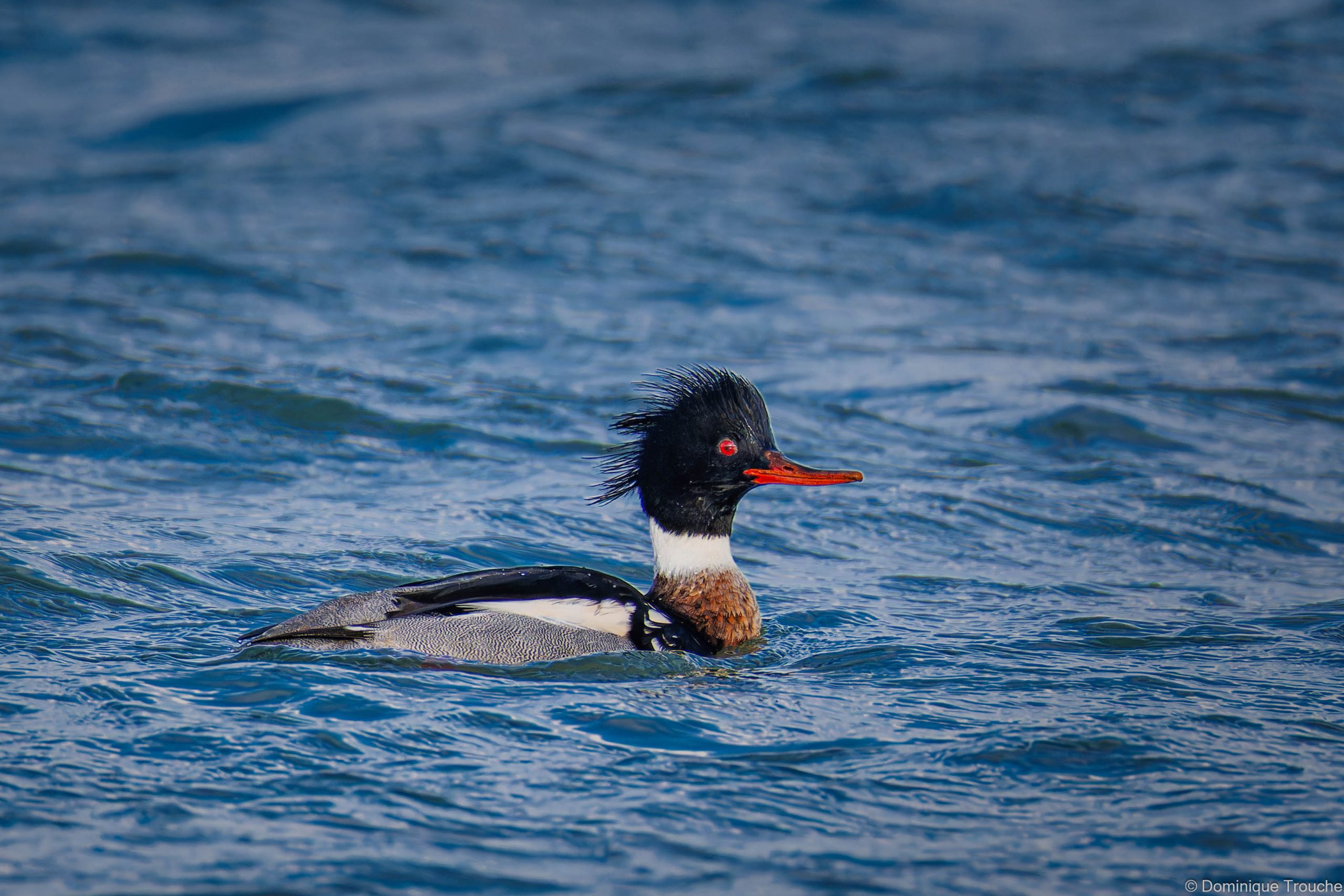 Lire la suite à propos de l’article L’étang du Lenn – L’endroit idéal pour débuter en observation