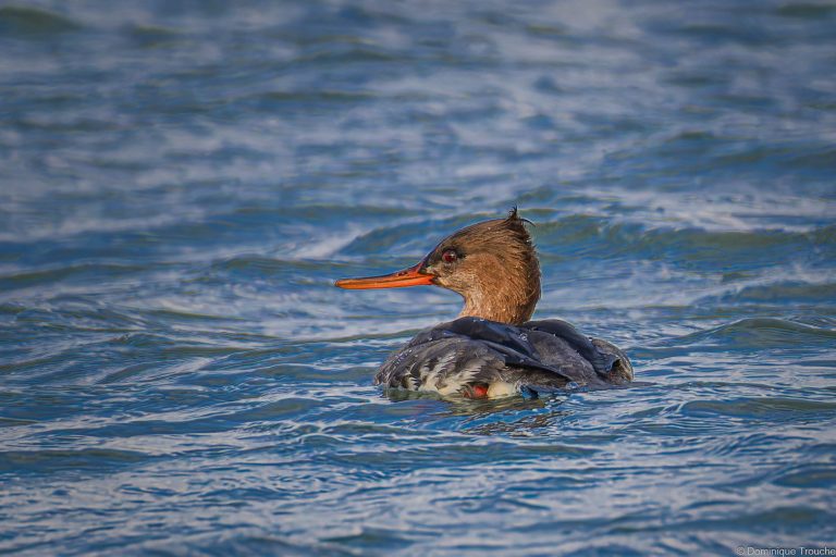 Harle huppé femelle