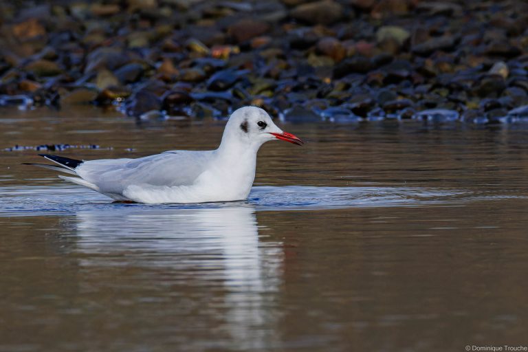 Mouette rieuse
