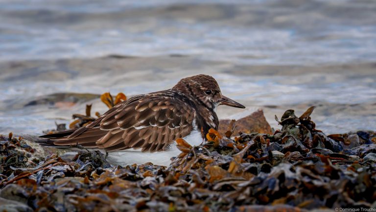 Tournepierre à collier