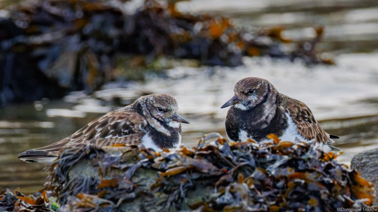 Tournepierre à collier