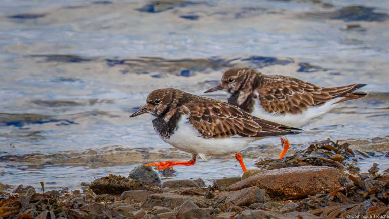 Tournepierre à collier
