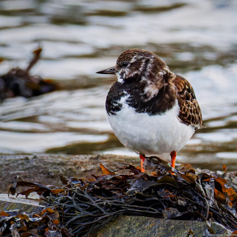 Tournepierre à collier