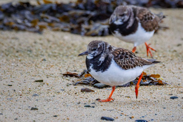 Tournepierre à collier