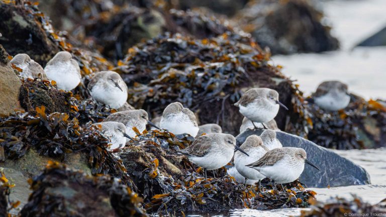  Bécasseaux variables