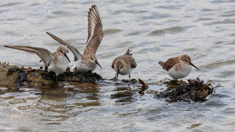  Bécasseaux variables