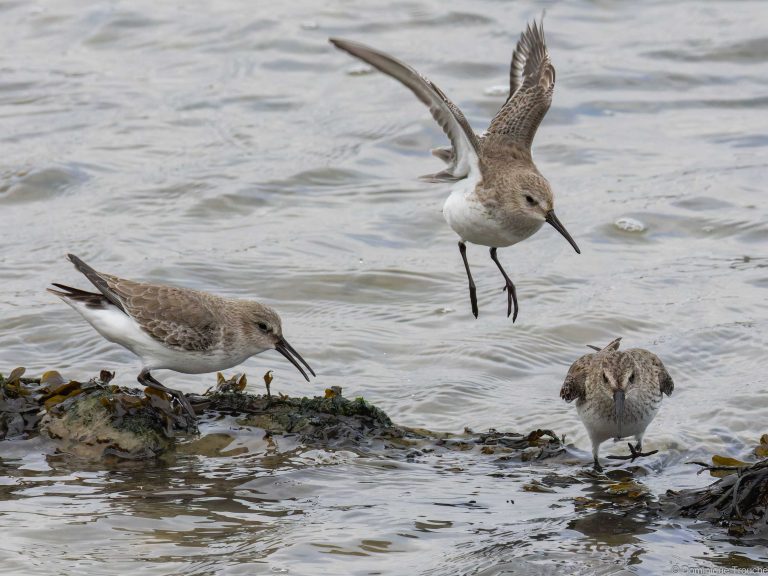  Bécasseaux variables