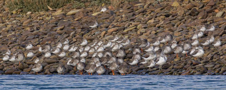 Bécasseaux variables, Chevaliers gambettes et Chevaliers aboyeurs