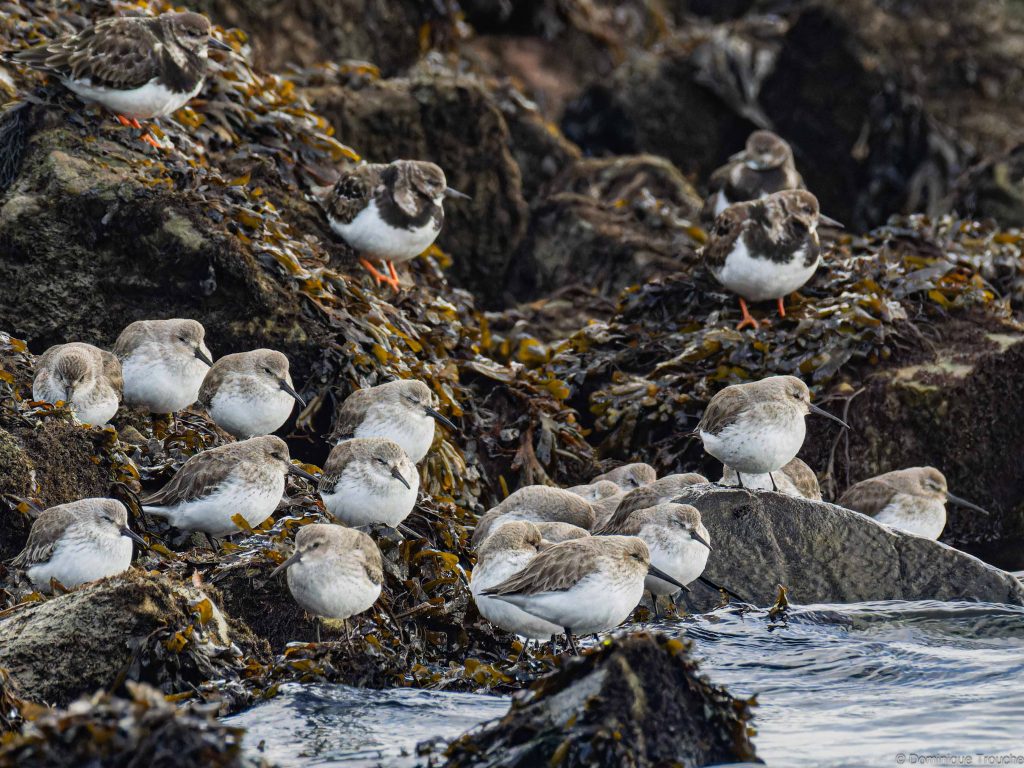 Tournepierre à collier et Bécasseaux variables