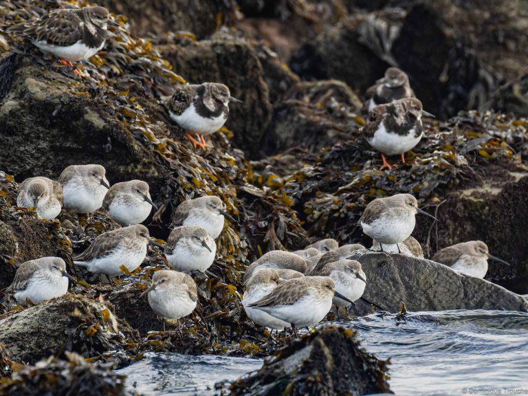 Tournepierre à collier et Bécasseaux variables