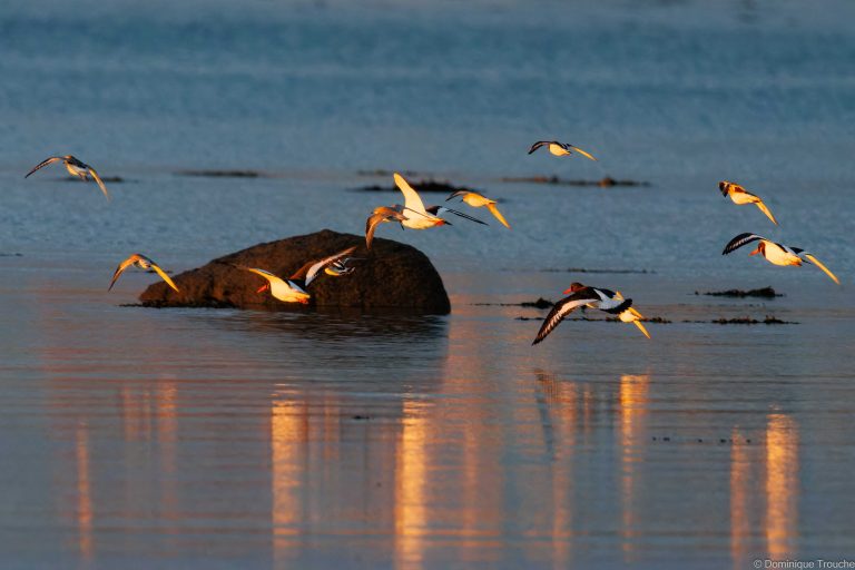 Huîtriers-pie, Pluvier argenté, Bécasseaux maubèche