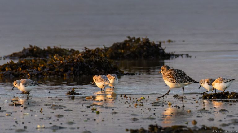 Pluvier argenté, Bécasseaux sanderling