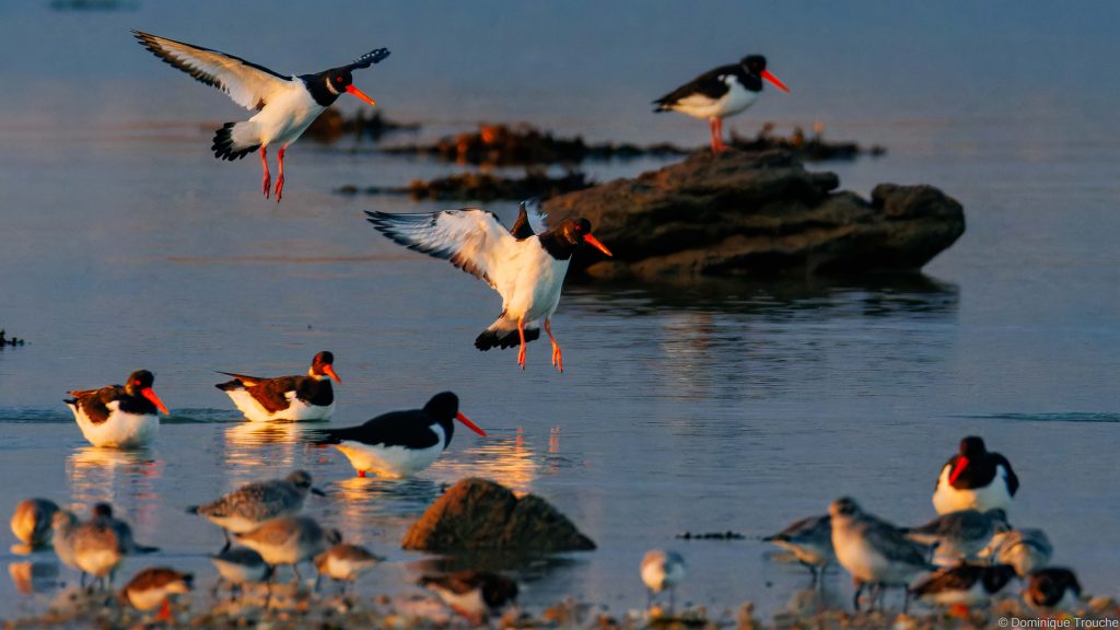 Huîtriers-pie, Pluvier argenté, Bécasseaux maubèche et variables