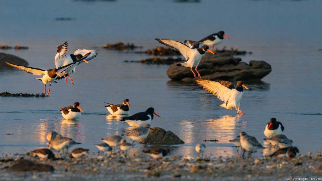 Huîtriers-pie, Pluvier argenté, Bécasseaux maubèche et variables