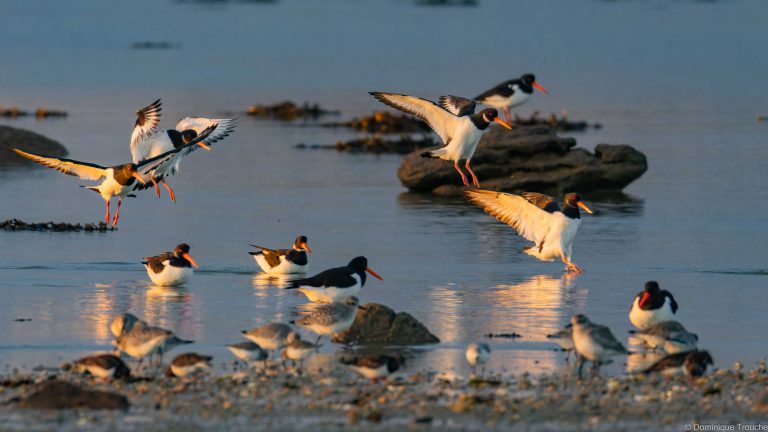 Huîtriers-pie, Pluvier argenté, Bécasseaux maubèche et variables