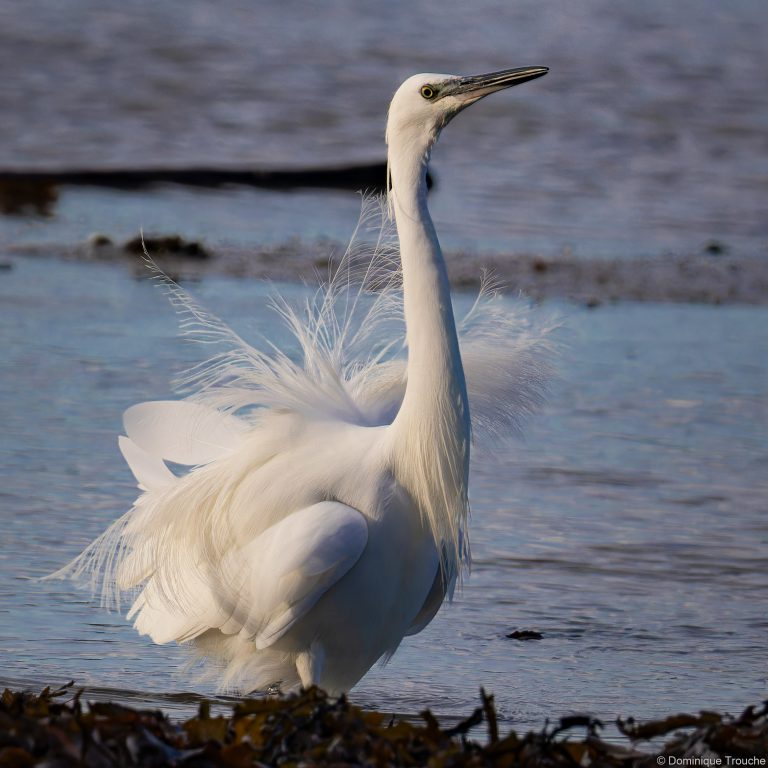 Aigrette garzette
