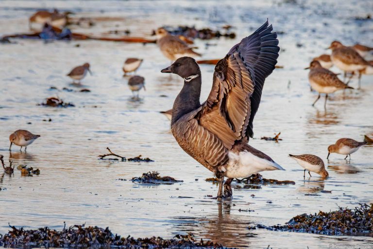 Bernache cravant et Bécasseaux variables