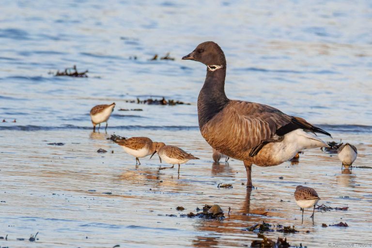 Bernache cravant et Bécasseaux variables