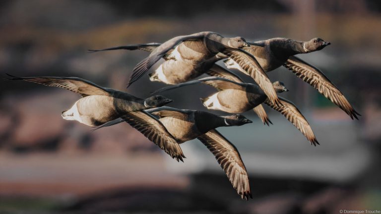 Bernaches cravant en vol