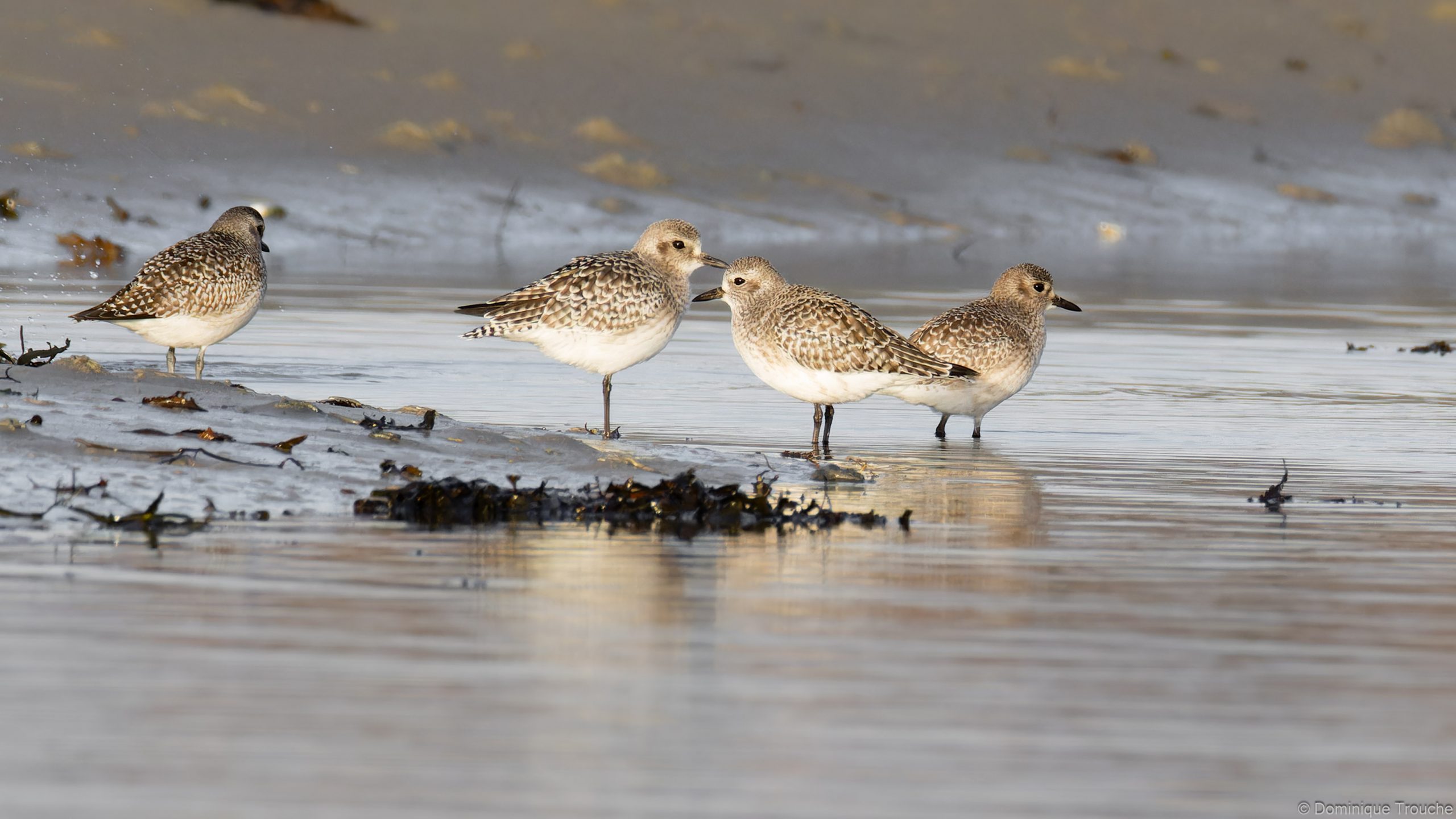 Lire la suite à propos de l’article L&rsquo;Heure Bleue des Pluviers argentés
