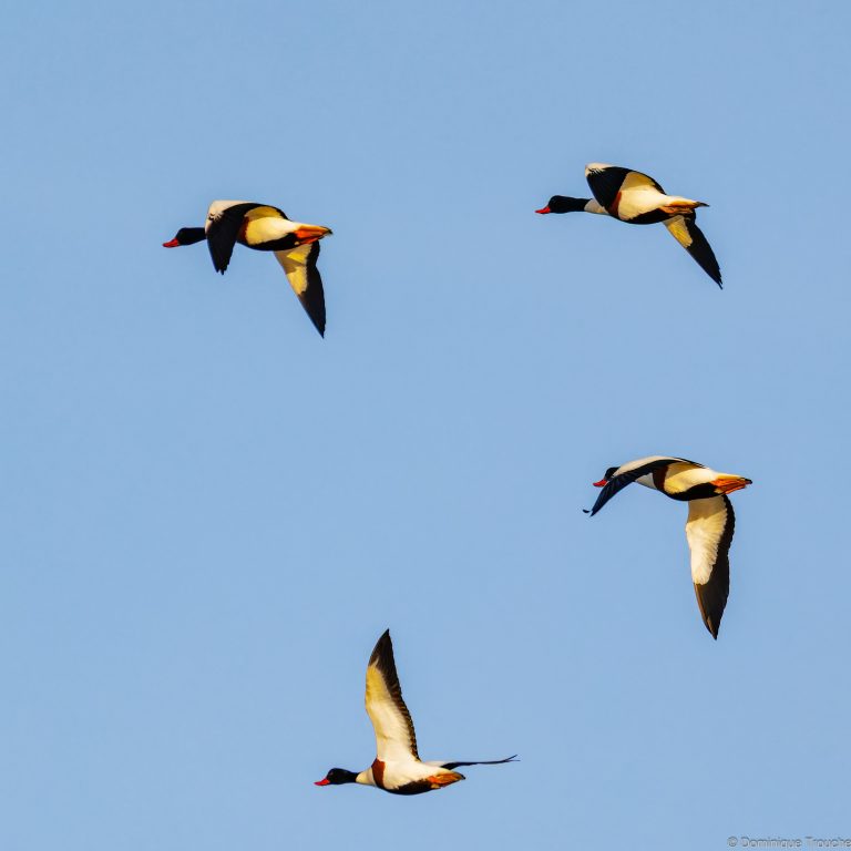 Tadornes de belon en vol
